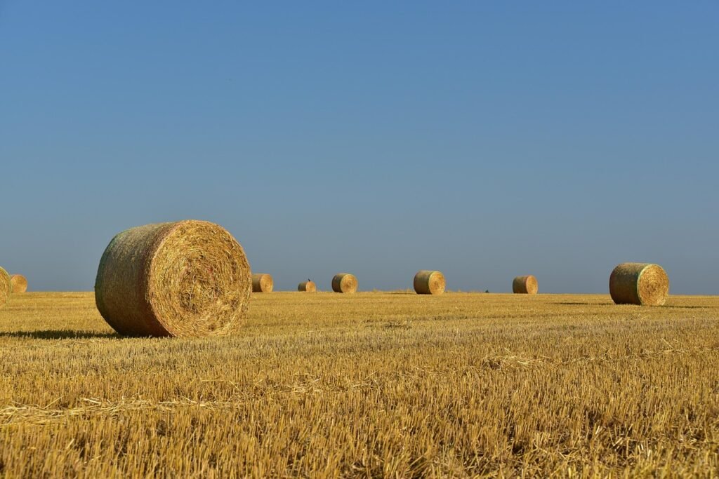 about us & our services hay, straw bales, hay bales, straw, harvest, rural, agriculture, nature, field, grass, landscape, arable land, summer, hay, hay, hay, hay, hay, hay bales, straw, agriculture